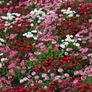 (D) Pomponette Daisy Mixed Seeds 0.1g (883607) Image 4