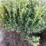 Box Hedging Image 5