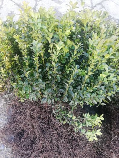 Box Hedging