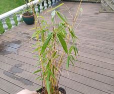 8 clumping bamboo sale!!!
