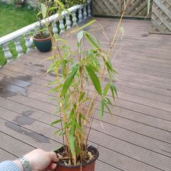 8 clumping bamboo sale!!!