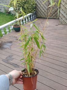 Plants clumping bamboo 1L pots