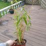 Plants-Clumping bamboo non invasive 1L Image 3