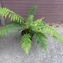 Dicksonia antarctica (Tasmanian Tree Fern) Image 4
