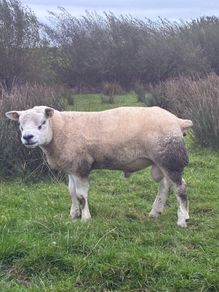 Pedigree Hogg/Lamb Rams for sale