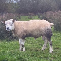 Pedigree Hogg/Lamb Rams for sale