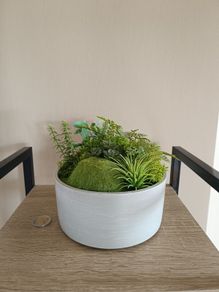 Fake Moss Plant