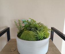 Fake Moss Plant