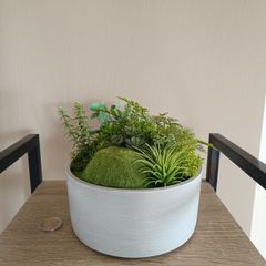 Fake Moss Plant