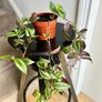 tradescantia zebrina Image 2