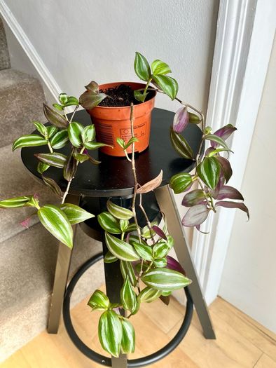 tradescantia zebrina
