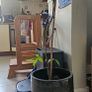 Multiple indoor plants available Image 2