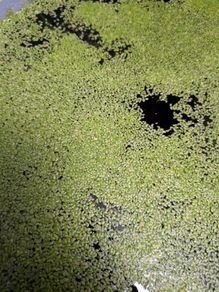 Aquarium floating plants - Duckweed