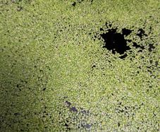 Aquarium floating plants - Duckweed