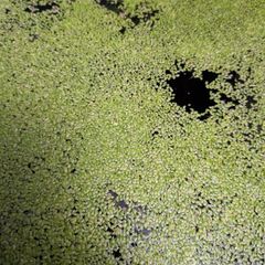 Aquarium floating plants - Duckweed