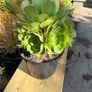 Large 8-Headed Aeonium Blushing Beauty Image 4