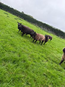 Pedigree Blue Texel Ewe lambs for sale