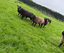 Pedigree Blue Texel Ewe lambs for sale