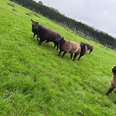 Pedigree Blue Texel Ewe lambs for sale
