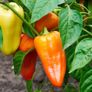 (P) Pepper Monanta seeds 0.2g (110766) Image 2