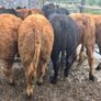 10 Limousine heifers Image 3