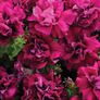 (P) Double Hybrid Petunia Seeds DUO F1 Burgundy seeds (415403) Image 2
