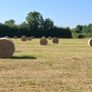 Hay for sale Image 2