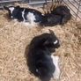 Selection of calfs Image 5