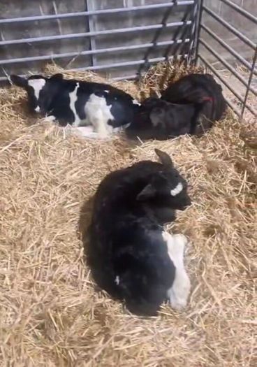 Selection of calfs