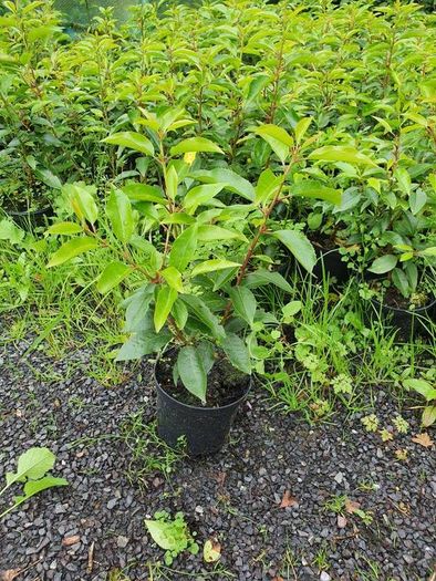 Golden and Green Privet Hedging One Euro