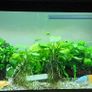 Complete 58L Tropical Aquarium Setup Fish, Live Plants, Heater, Filter  Accessories Image 3