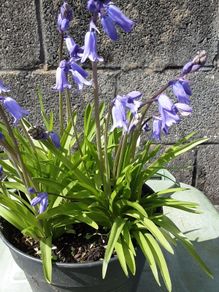 ENGLISH bluebells .