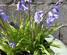 ENGLISH bluebells .