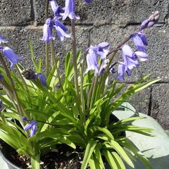 ENGLISH bluebells .