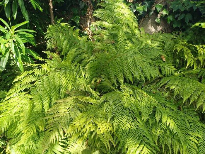 Large Dicksonia with massive fronds