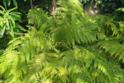 Large Dicksonia with massive fronds