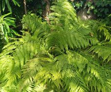 Large Dicksonia with massive fronds