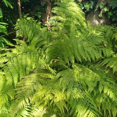 Large Dicksonia with massive fronds