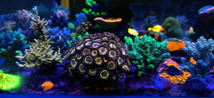 Zoas Frag Stand / Zoas Garden