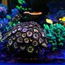 Zoas Frag Stand / Zoas Garden Image 5