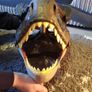 jurassic world t rex dino mask Image 5