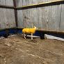 Pedigree rams Image 4