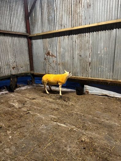 Pedigree rams