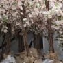 Cherry Blossom trees Image 2