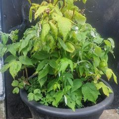 raspberry