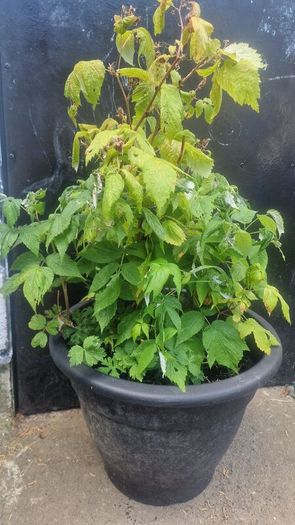 raspberry