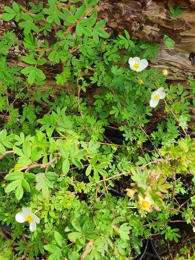 Shrubs and Garden Plants