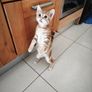 Mammy Cat & 12 Week-Old Kitten Loving Home Together Image 2