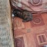 kittens Image 4