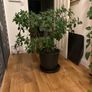 Mature ficus Image 6